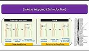 Linkage Mapping (Genetic Mapping) Animated