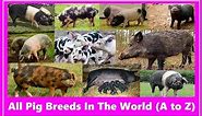 Showing All Pig Breeds In The World (A to Z)