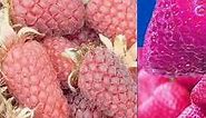11 Pink Fruits That Look and Taste Fabulous | Naturally Pink Fruits | Healthy N Happy Life