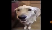 Butter Dog meme