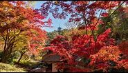 AMAZING BEAUTIFUL JAPANESE GARDEN for relaxing & healing “Sankeien Garden” in Yokohama Japan｜4K