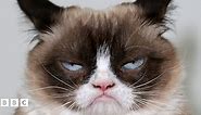 Grumpy Cat RIP: A look back at the life of famous cat