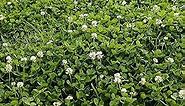 Outsidepride Perennial White Dutch Clover Seed - 5 lbs. Nitrocoated, Inoculated Clover Seeds for Lawn Alternative, Erosion Control, Food Plots, Ground Cover, & Pasture Mixtures in USDA Zones 3-10
