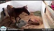 Caspian mare, Bathsheba gives birth to red dun colt, Zerin