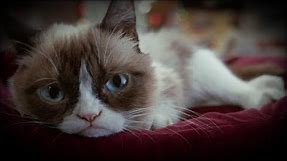 How Grumpy Cat Became a Famous Meme