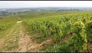 Discover The Red Wines of Burgundy