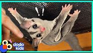 Baby Sugar Glider Teaches Himself to FLY | It's Me! | Dodo Kids