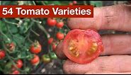 54 Tomato Varieties