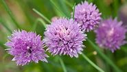 How to Use Chive Blossoms to Brighten up Summer Dishes