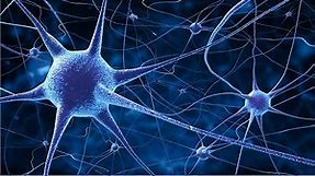 Synapsa – co to jest? Jak jest zbudowana i jak działa?