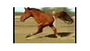 Retarded Running Horse (Original)