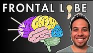 The Frontal Lobe - Location and Function