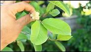 How to Grow a Guava Tree in California