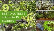 9 Oak Trees to Grow or Admire in Florida