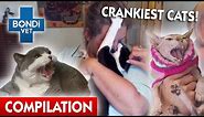 Crankiest Cats ! 😾 | Bondi Vet Compilation | Bondi Vet