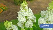 BLOOMIN' EASY Jumbo Pint Moonrock Hardy Hydrangea (Paniculata) Live Shrub, Cream and Lime Green Flowers DGHG3575