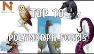 Top 10 D&D 5e Polymorph Forms | Nerd Immersion