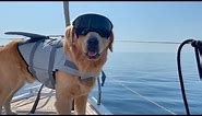 The World's Coolest Dog 😎 🤣 | FUNNIEST Pets Of The Week