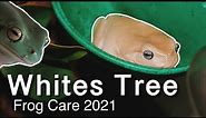 Complete White’s Tree Frog Care Guide 2021