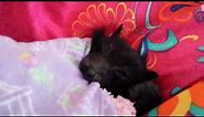 Baby Bat Sleeping Time For A Bottle But To Comfortable To Get Up.