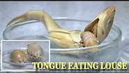'Cymothoa Exigua' The Tongue Eating Parasite Found In Turkey