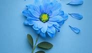 26 Most Beautiful Blue Flowers