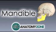 Mandible | Skull Anatomy