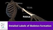 Detailed Labels of Skeleton formation