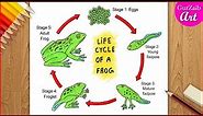 How to draw Life cycle of Frog Diagram drawing || step by step science poster tutorial ( easy )