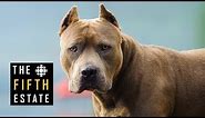 Pit Bulls Unleashed: Should They Be Banned? - The Fifth Estate