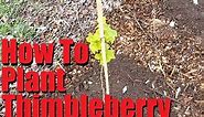 Planting Thimbleberries