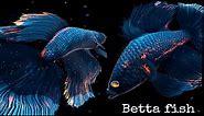 Relaxation Betta Fish Live Wallpaper FREE No Copyrigth