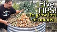 5 Tips How to Grow a Ton of Onions in One Container or Garden Bed