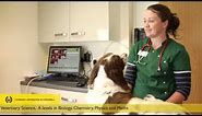 What's a career as a Veterinary Surgeon like?