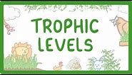 GCSE Biology - Trophic Levels - Producers, Consumers, Herbivores & Carnivores #86