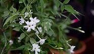 How to... repot a jasmine plant