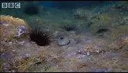 Army of Sea Urchins? | Planet Earth | BBC