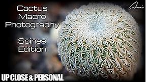 Up Close & Personal - Spines Edition (Cactus Macro Photography)