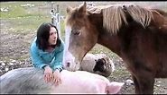 Petting a pig, a horse, and a sheep at the same time