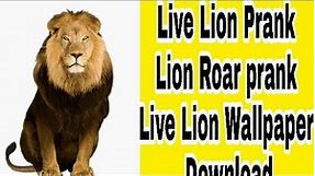 Lion phone prank || best Android Live Lion Wallpaper || Lion roar Lion Android phone prank