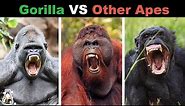 How Powerful are Gorillas Compared to Other Apes?
