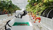 Strawberry Harvesting Robot - Introducing BERRY