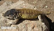 New lizard species discovered in Peruvian Andes