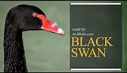 Black Swan [Cygnus Atratus]