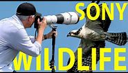 $13,000 Sony 600mm f/4 GM lens review: MIRRORLESS WILDLIFE!