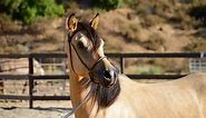 WEBER STABLES - MORGAN HORSES - CALIFORNIA