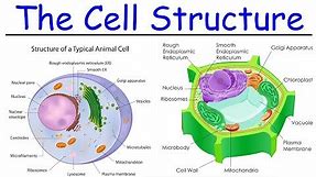 Biology - Intro to Cell Structure - Quick Review!