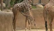 Baby giraffe makes first public appearance at Los Angeles Zoo