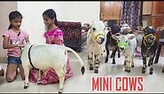 Adorable Mini Cows Visit Our House | They are the Cutest 🥰 | Nadipathy Goshala