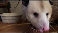 A West Virginia House Possum With A Broken Jaw